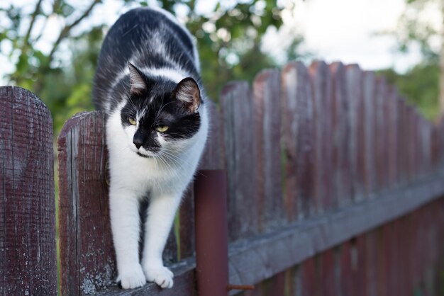 Foto gatto che cammina lungo la recinzione gatto dpmestico in un villaggio tradizionale