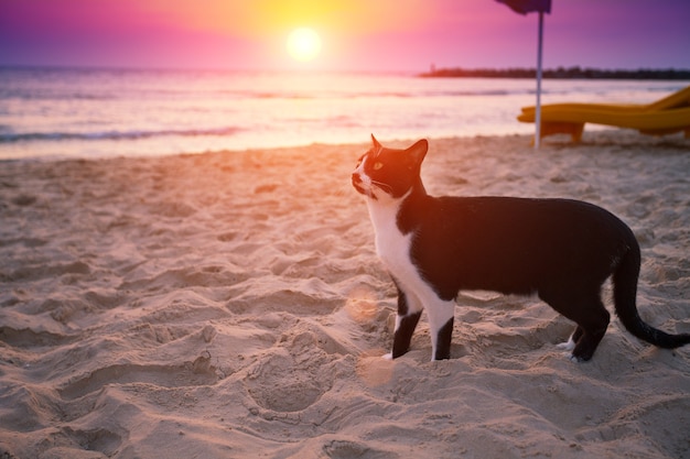 Cat walking on the beach at sunset