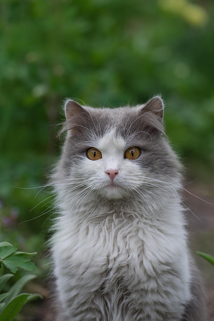 Cat walking in a beautiful garden with flowers Portrait cat in green summer grass Kitten walking in grass