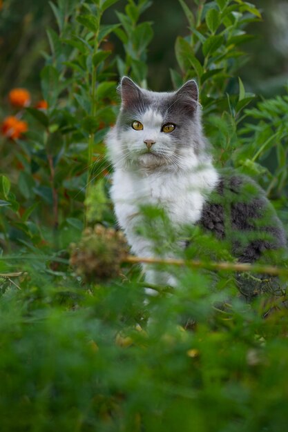 Cat walking in a beautiful garden with flowers Portrait cat in green summer grass Kitten walking in grass