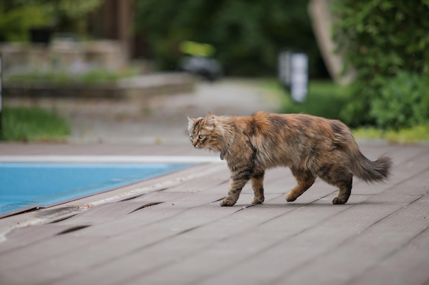 A cat walking on a deck next to a swimming pool