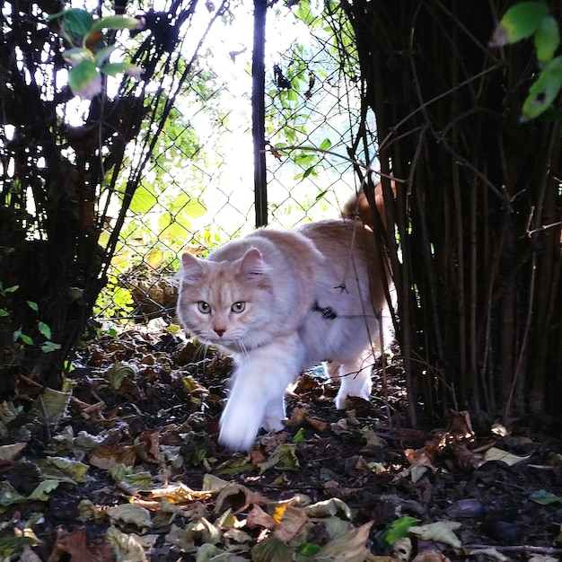 Foto gatto che cammina sul campo