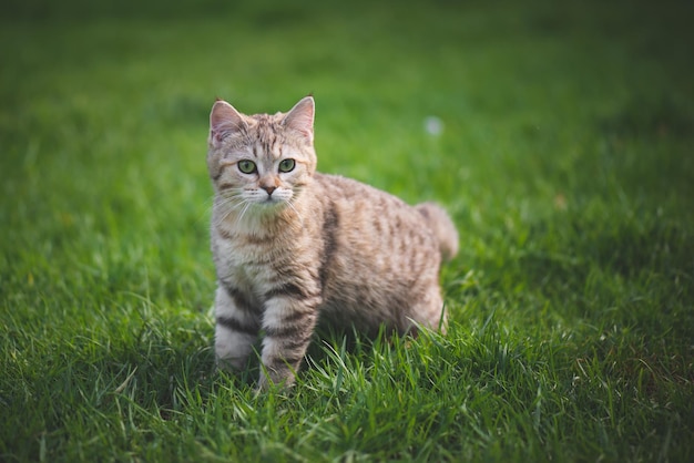Кошка, гуляющая по полю.