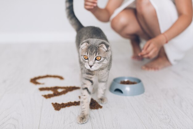 食べ物で歩く猫