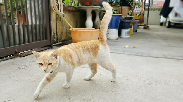 Foto gatto che cammina sul sentiero