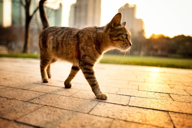 Foto gatto che cammina sul sentiero