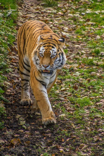 Photo cat walking in a forest