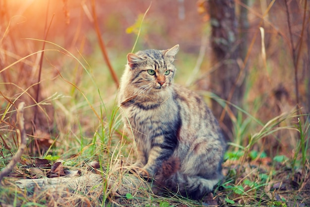 Gatto che cammina nella foresta