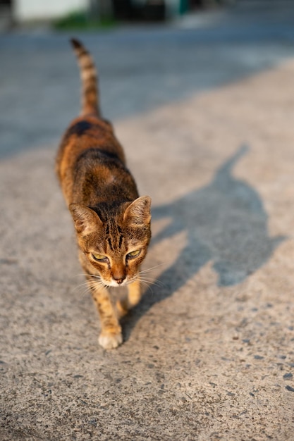 A cat walking on the ground