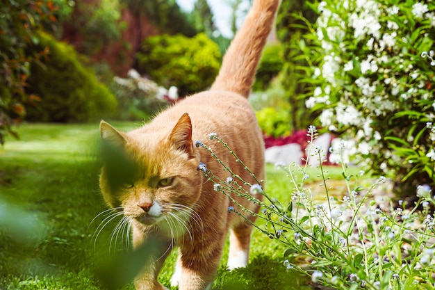 写真 猫が花と植物の間で裏庭の庭を歩いている