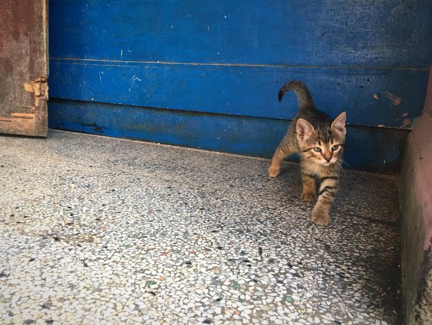 Cat walking on land by door