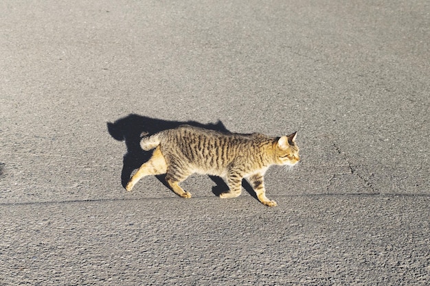 写真 道路を歩く猫