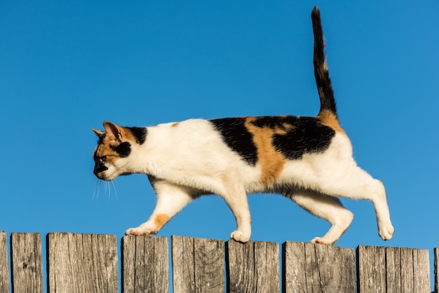 写真 青い空にフェンスの上を歩く猫。