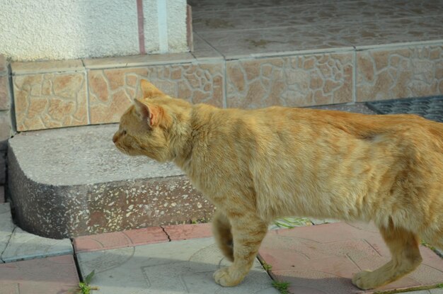 A cat walking on the sidewalk