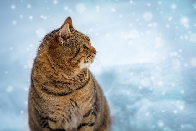 Cat walking in the snow in winter