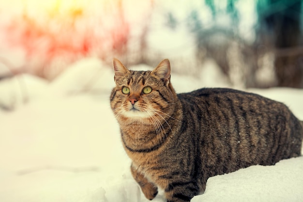 雪の中を歩く猫