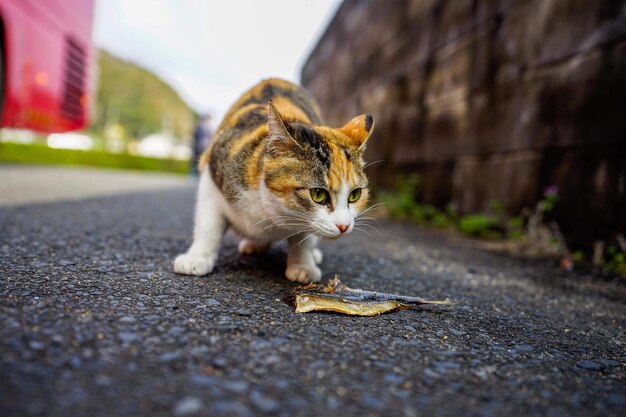 Foto gatto che cammina per strada