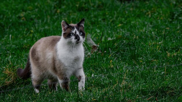 A cat walking through nature surrounded by grass