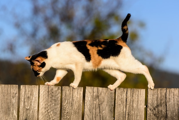 村の木のfenceの上を歩く猫