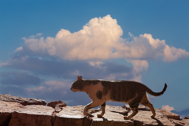 Foto il gatto cammina lungo il sentiero sullo sfondo della montagna di mosè in egitto