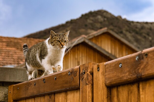 Foto il gatto cammina lungo il muro in una vecchia casa rurale