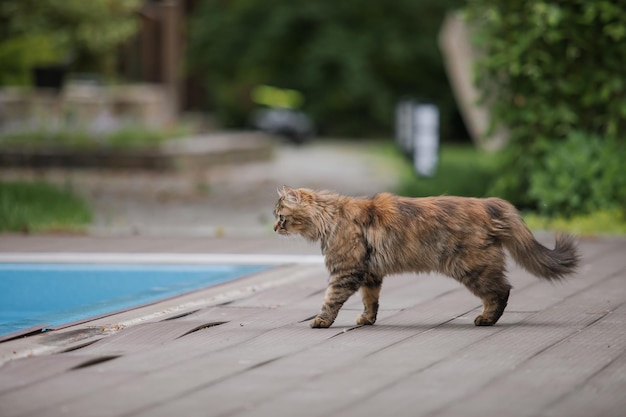 Кошка гуляет у бассейна в нидерландах.