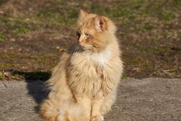 The cat walks in the courtyard of the house Spring