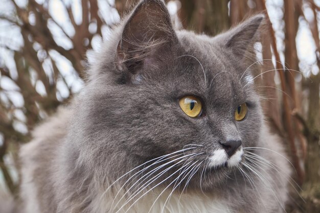 The cat walks in the courtyard of the house