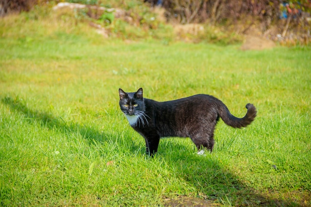 Cat walks on the grass . Nursling. Green grass.