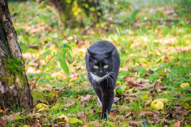 Cat walks on the grass . Nursling. Green grass.