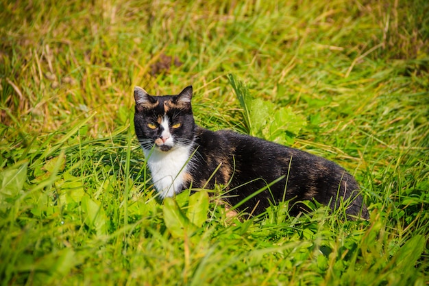 고양이는 잔디 위를 걷는다. 유아. 녹색 풀.
