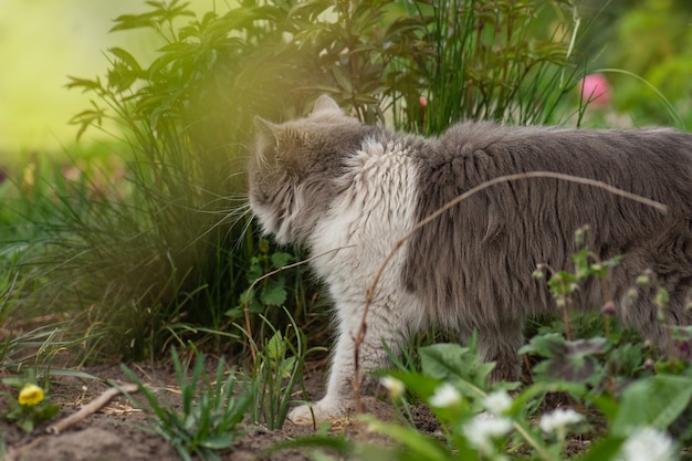 Cat walks through a patch of flowers