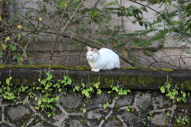 壁に猫