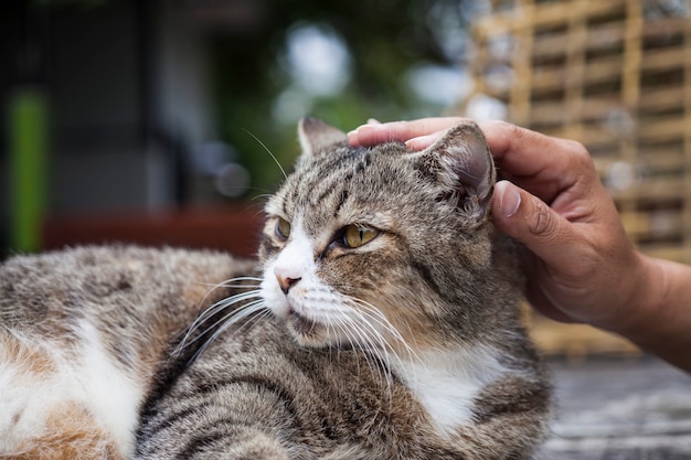 Cat was happy when rubbed the head.