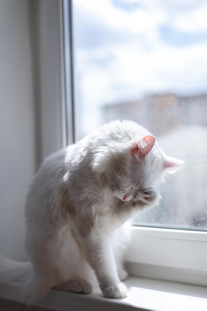 고양이는 창턱에 쉬면서 발로 몸을 씻는다 배경의 더러운 창 청결과 청소의 개념