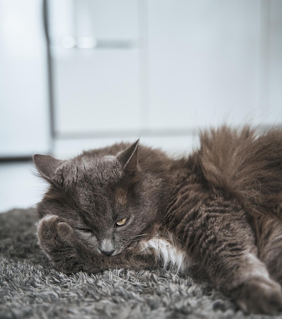 Cat washing itself A big gray male cat licks himself Cat's selfgrooming ritual