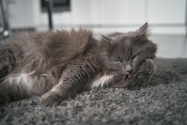 Cat washing itself A big gray male cat licks himself Cat's selfgrooming ritual