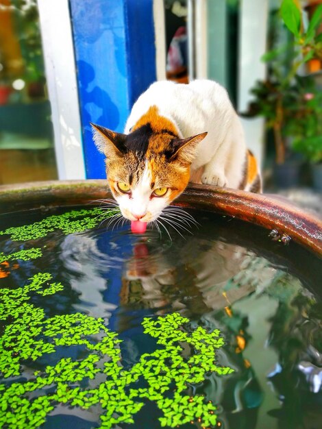 Кошка в воде.