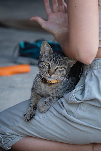 A cat wearing a collar