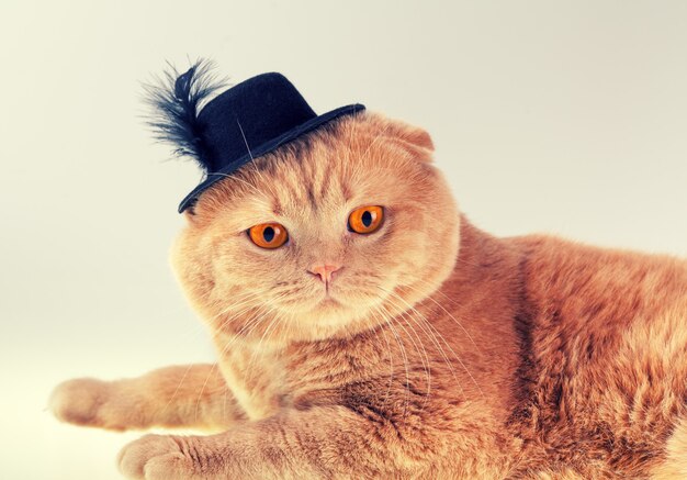 Cat wearing felt hat with feather