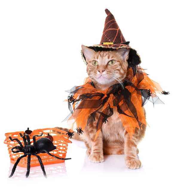 Photo cat wearing halloween costume while sitting against white background