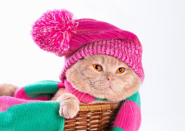 Cat wearing a pink knitting hat with pompom and a scarf lying in a basket. Isolated on white