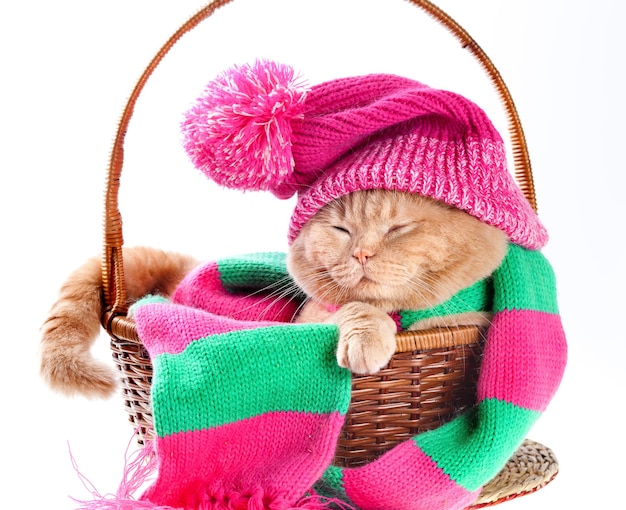 Cat wearing a pink knitting hat with pompom and a scarf sleeping in a basket