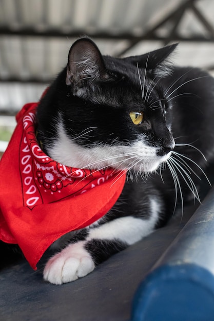 Un gatto che indossa una bandana rossa e una bandana rossa.