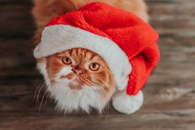 赤いクリスマスの帽子をかぶった猫