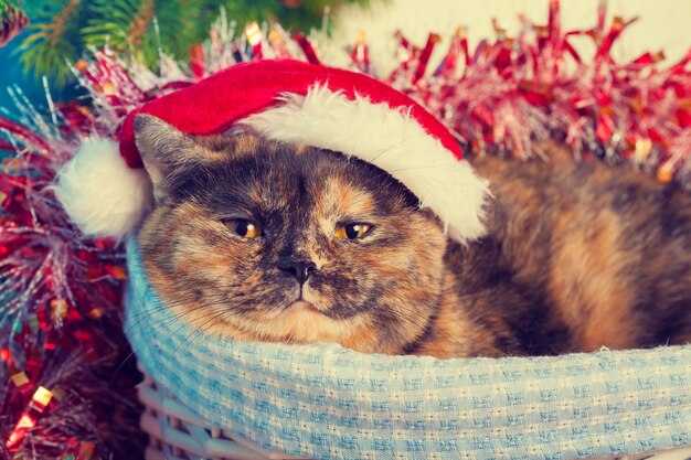 Cat wearing Santa hat  in a basket on Christmas background