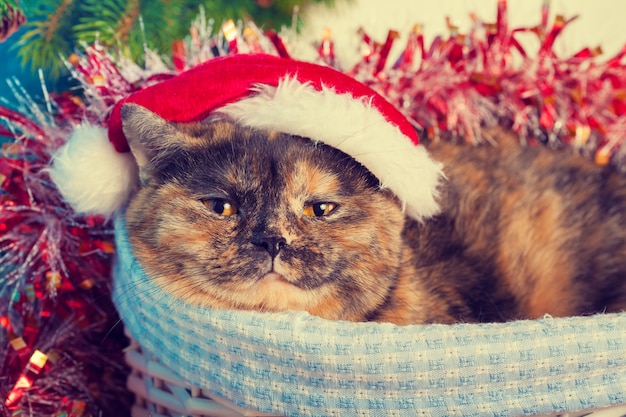 クリスマスの背景にバスケットにサンタの帽子をかぶって猫