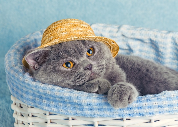 Cat wearing a straw hat sitting in a basket