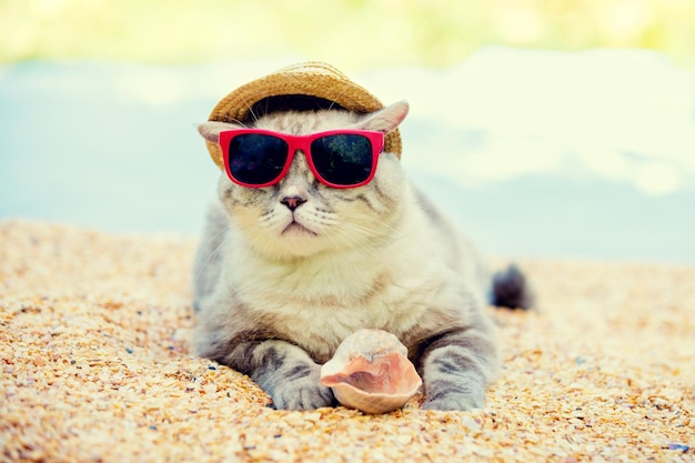 Cat wearing sunglasses and sun hat relaxing on the beach