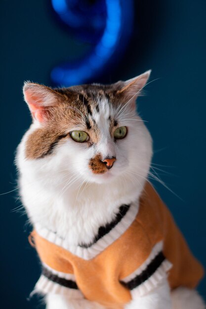 Photo a cat wearing a sweater that says quot cat quot